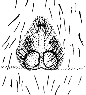 speciesimage