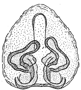 speciesimage