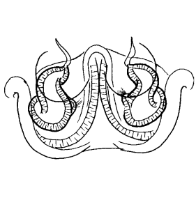 speciesimage