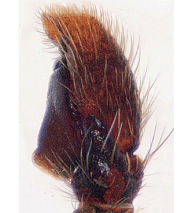 species