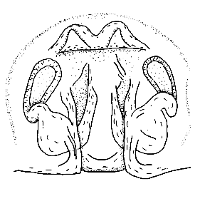 speciesimage