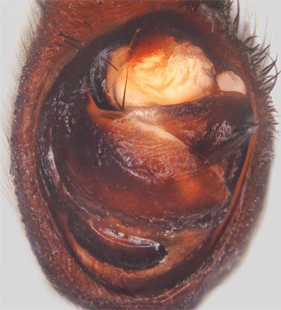 speciesimage