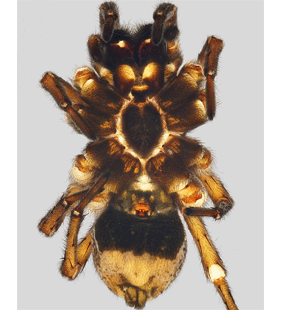 speciesimage
