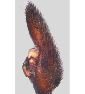 speciesimage