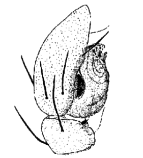 speciesimage