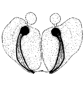 speciesimage