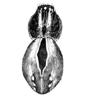 speciesimage