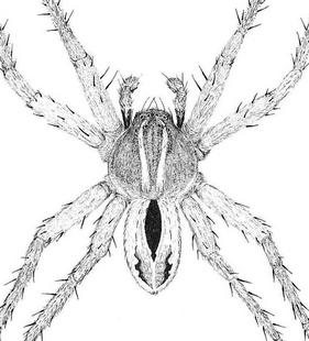species