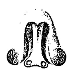 speciesimage