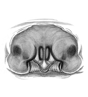 speciesimage