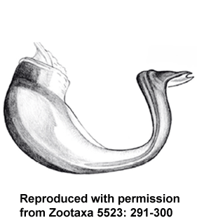 speciesimage