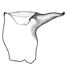 speciesimage