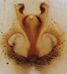 speciesimage