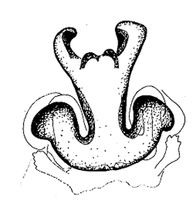 speciesimage