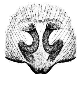 speciesimage