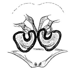 speciesimage