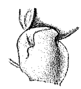 speciesimage