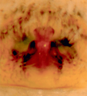 speciesimage