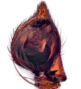 speciesimage