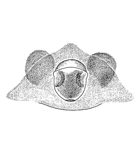 speciesimage