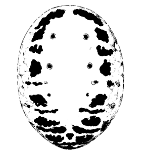 speciesimage
