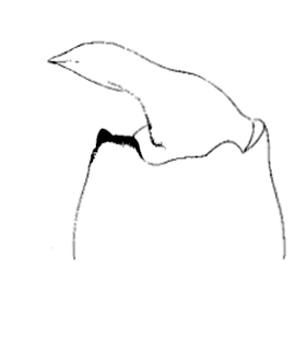 speciesimage