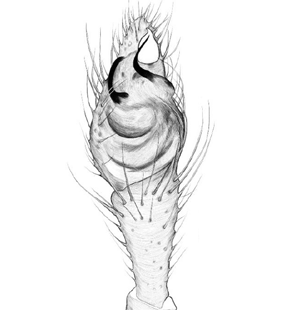 speciesimage