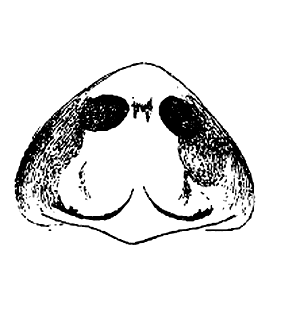 speciesimage