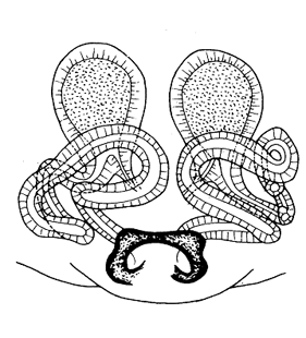 speciesimage
