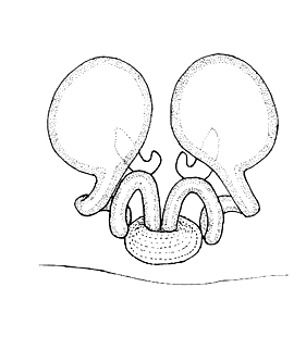 speciesimage
