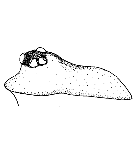 speciesimage