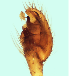 speciesimage