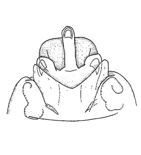 speciesimage