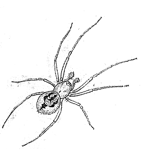 speciesimage
