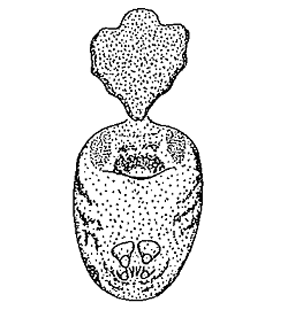 speciesimage