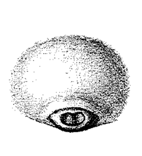 speciesimage