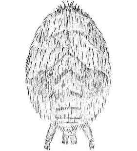 species