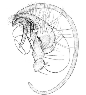 species