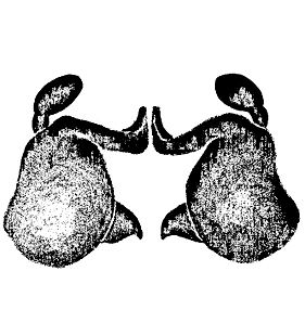 speciesimage