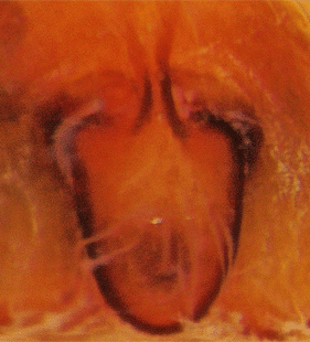 speciesimage