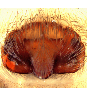 speciesimage