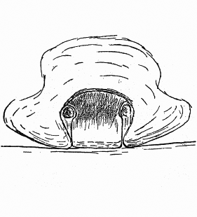 speciesimage
