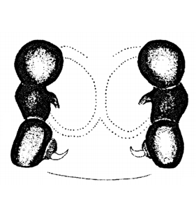 speciesimage