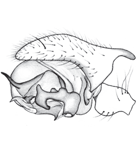 species