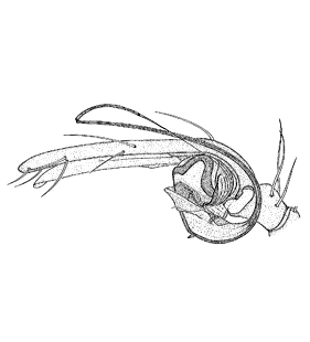 speciesimage