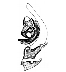 speciesimage