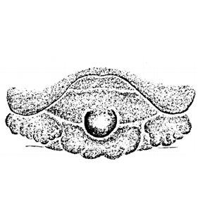 speciesimage