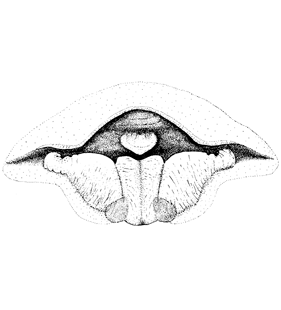 speciesimage