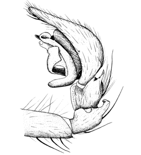 speciesimage