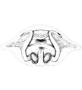 speciesimage